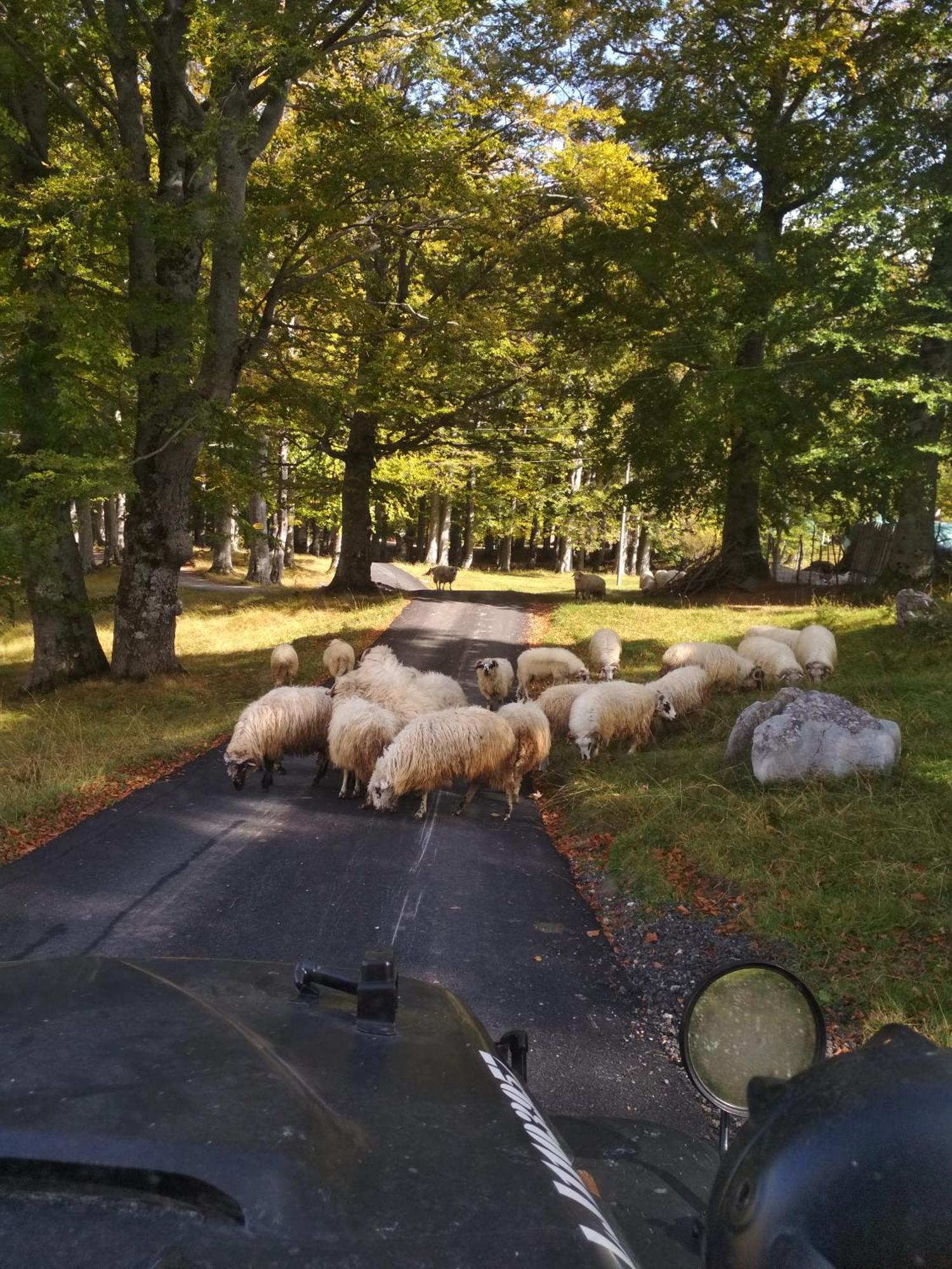 Chalet Kovacevic Žabljak エクステリア 写真